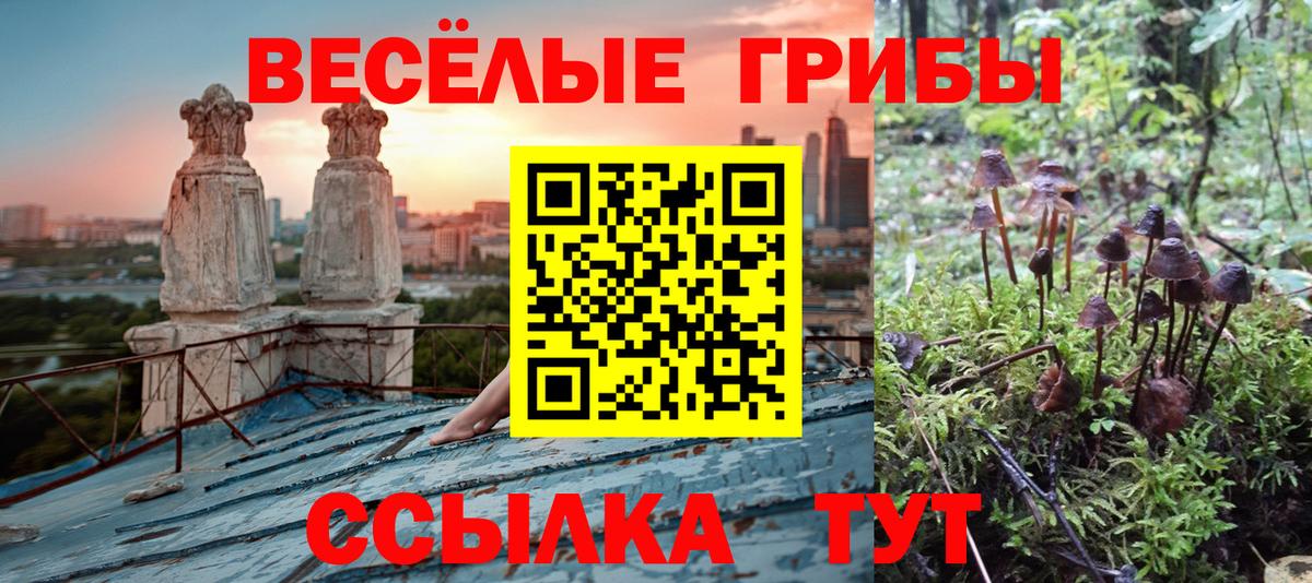 Галлюциногенные грибы Psilocybe  Вход с VPN  Сланцы 